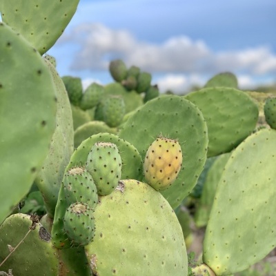 Planta de cacto com folhas verdes e frutos, céu azul com nuvens ao fundo