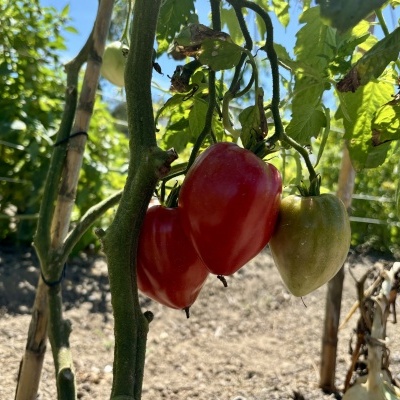 Três pimentos vermelhos e verdes numa planta ao ar livre