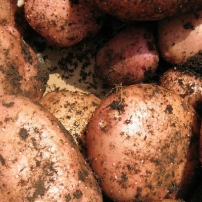 Batatas sujas recém colhidas com pele rosa-avermelhada e castanha