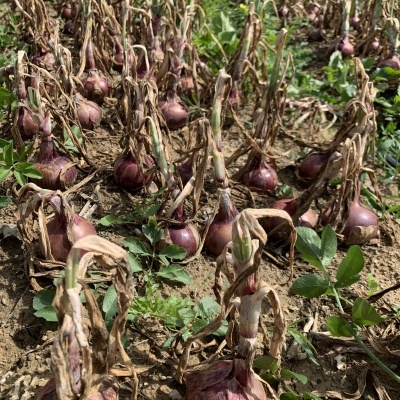 Cebola&#x20;Roxa&#x20;Nova
