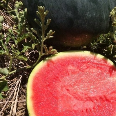 Melancia com casca verde escura e polpa vermelha cortada na terra com folhas