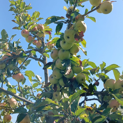 Ramo de árvore com maçãs verdes e amarelas e céu azul ao fundo