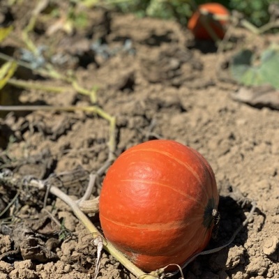 Ab&#x00F3;bora&#x20;Hokkaido&#x20;uni