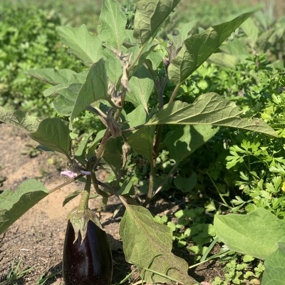 Planta de beringela com uma beringela roxa escura no solo