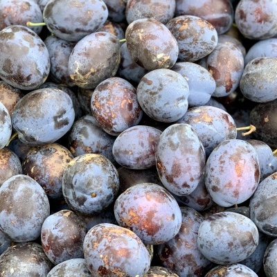 Ameixas roxas escuras com manchas marrons