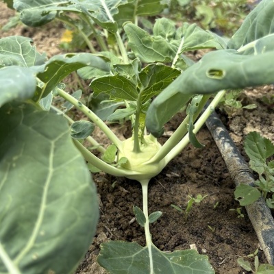 Couve&#x20;R&#x00E1;bano&#x20;&#x28;Kohlrabi&#x29;&#x20;uni
