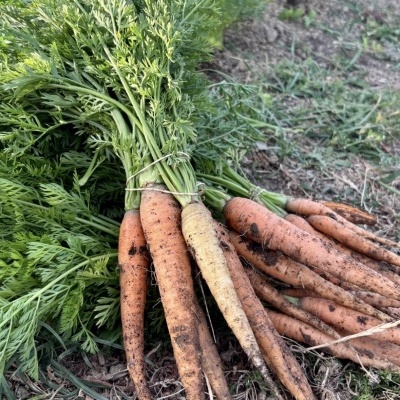 Feixes de cenouras frescas com folhas verdes e terra