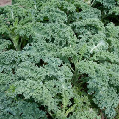 Cabaz&#x20;da&#x20;Semana&#x20;Bio&#x20;&#x7C;&#x20;COMPRA&#x20;&#x00DA;NICA&#x20;&#x1F9FA;