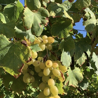 Uvas brancas maduras penduradas em videira com folhas verdes sob céu azul em vinha