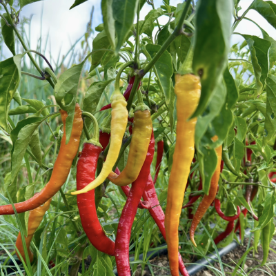 Pimentos malaguetas amarelos, laranja e vermelhos pendurados em planta verde ao ar livre