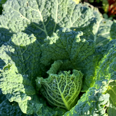 Couve&#x20;Lombarda&#x20;uni