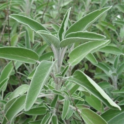 Planta com folhas verdes penugentas e esbranquiçadas nas bordas