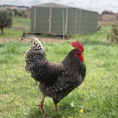 Ovos&#x20;da&#x20;Quinta