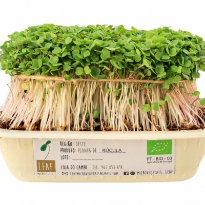 Micro&#x20;R&#x00FA;cula