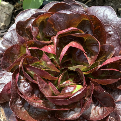 Cabaz&#x20;da&#x20;Semana&#x20;Bio&#x20;&#x7C;&#x20;COMPRA&#x20;&#x00DA;NICA&#x20;&#x1F9FA;