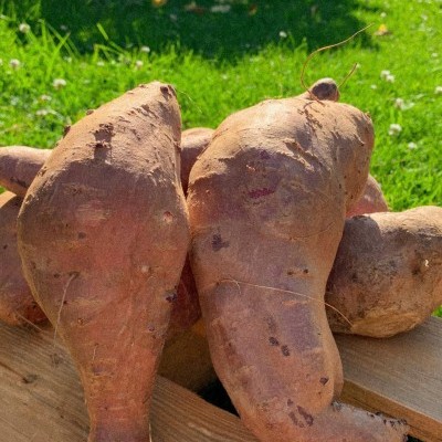 Batata&#x20;Doce&#x20;Branca