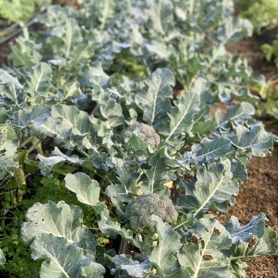 Br&#x00F3;colos&#x20;uni