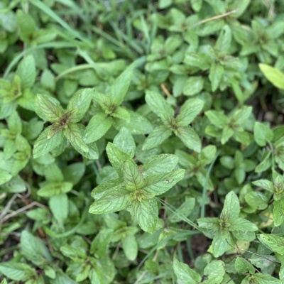 Hortel&#x00E3;&#x20;Pimenta&#x20;20g