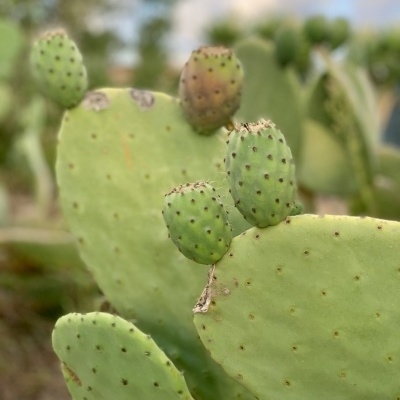 Cacto verde com segmentos pequenos e grandes em fundo natural