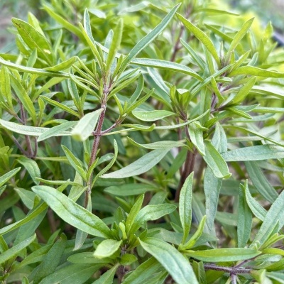 Segurelha&#x20;20g
