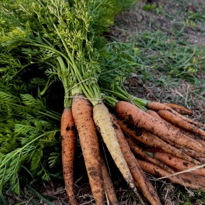 Molhos de cenouras frescas com folhagem verde sobre solo de terra e relva.