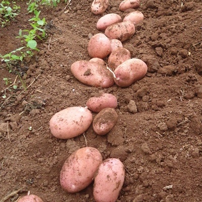 Batatas cor de rosa no solo de terra castanha
