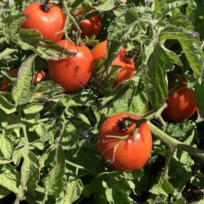 Tomates vermelhos maduros em planta ao ar livre