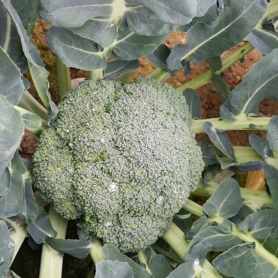 Br&#x00F3;colos&#x20;uni