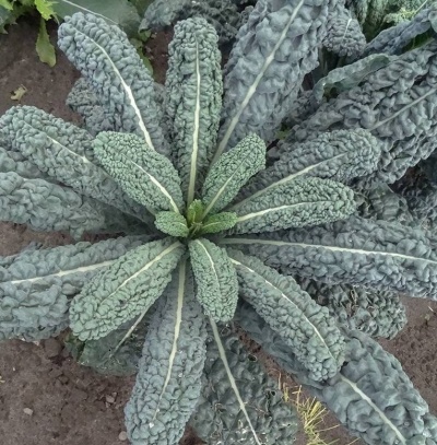 Planta de couve kale verde escura com folhas enrugadas crescendo no solo