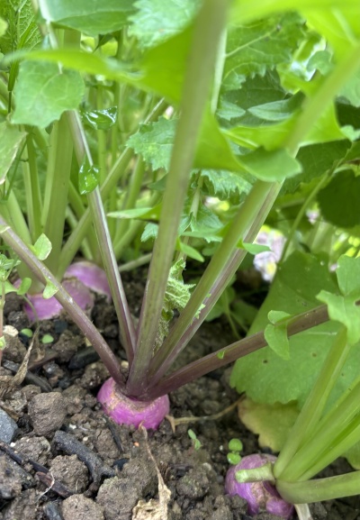 Rabanetes roxos com folhas verdes a crescer no solo