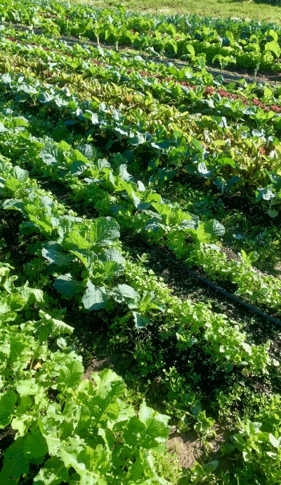 Horta com várias verduras em fileiras no solo com folhas verdes.