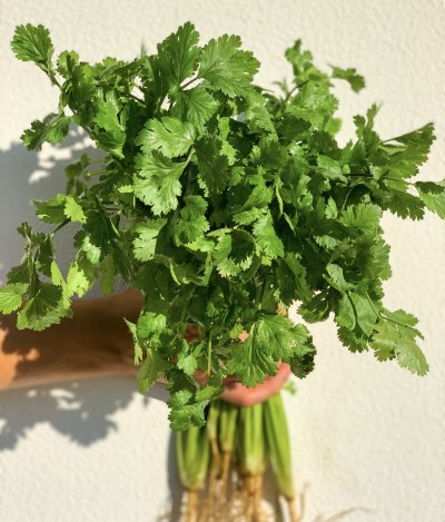 Ramo de coentros frescos com folhas verdes segurado por uma mão
