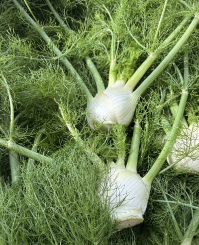 Funcho fresco com caules esverdeados e folhas verdes finas volumosas