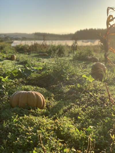 Campo com abóboras redondas alaranjadas em relva sob luz de pôr do sol