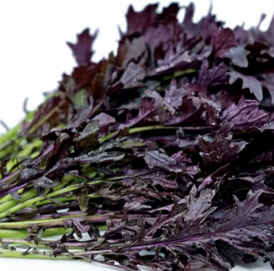 Ramo de folhas púrpura escuras com talos verdes sobre fundo branco