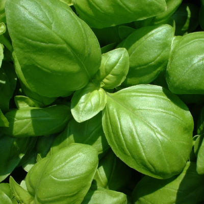 Folhas verdes de manjericão frescas com texturas naturais