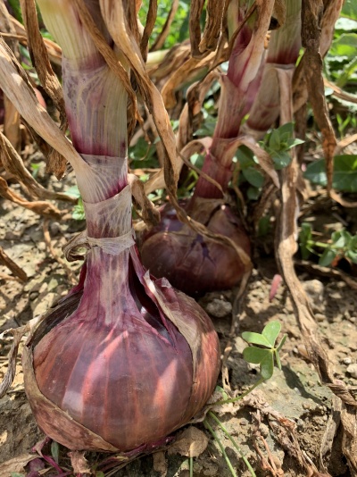 Bulbos de cebola roxa plantados na terra com folhas secas e plantas verdes ao redor