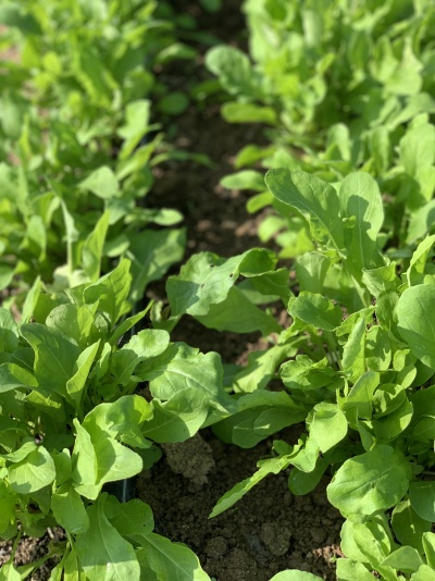 Plantas verdes a crescer em solo escuro ao ar livre com luz natural