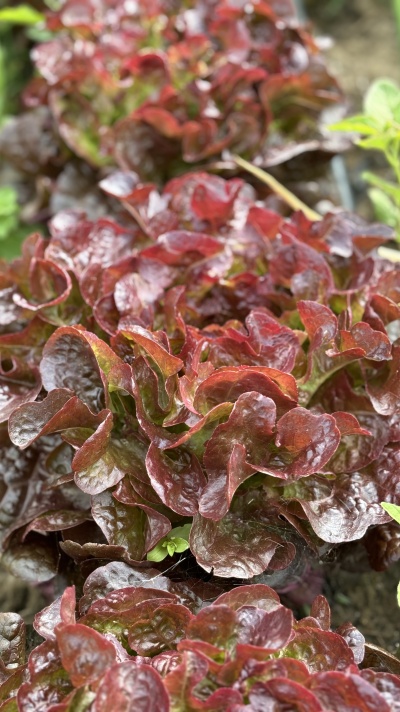 Alface vermelha fresca com folhas onduladas no jardim