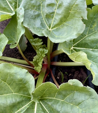 Planta com folhas verdes grandes e caules avermelhados no solo