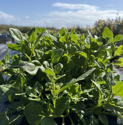 Planta verde ao ar livre sob céu azul