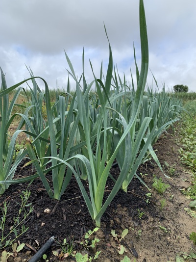 Plantações de alho poró com folhas verdes longas em solo agrícola sob céu nublado