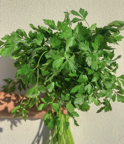 Ramo de salsa fresca com folhas verdes contra parede branca