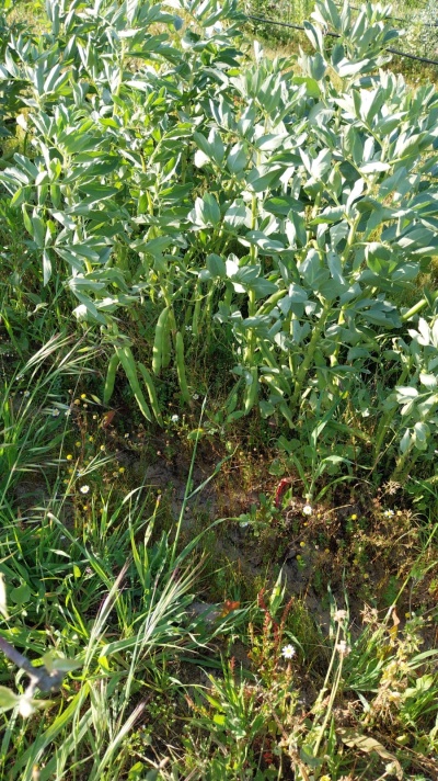 Plantações de feijão-verde com vagens verdes e folhas grandes em campo aberto