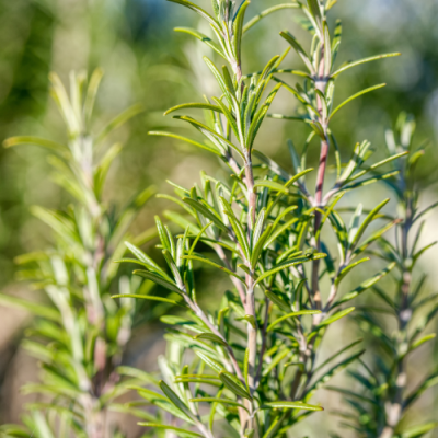 Ramos verdes de alecrim com fundo desfocado