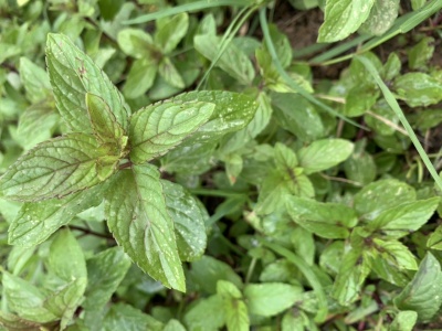 Folhas frescas de hortelã verde