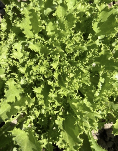 Alface verde crespa fresca ao ar livre