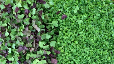 Dois tipos de microverdes verdes e roxos lado a lado