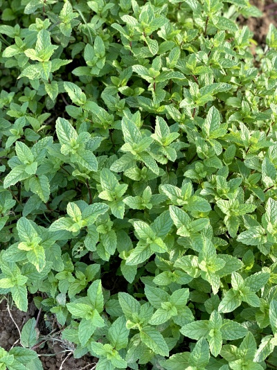 Planta de hortelã com folhas verdes