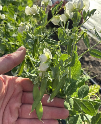 Mão segurando planta de ervilha com vagens verdes e flores brancas ao ar livre
